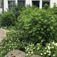 Garden Walk 2022