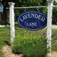 Lavender Lane