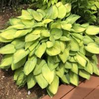2022 Omena Village Garden Walk
