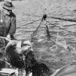 Taken in 1938, John is dipping fish from the big net into the rowboat and then into the bigger Eclipse. On the way back to the dock the fish were all packed in fish boxes with ice for shipment to Chicago and New York. Some were cleaned in the dock shed and sold to locals who loved meeting the boat and having a chat with Bill and John and taking home a whitefish or trout for 50 cents. Taken in 1938, John is dipping fish from the big net into the rowboat and then into the bigger Eclipse. On the way back to the dock the fish were all packed in fish boxes with ice for shipment to Chicago and New York. Some were cleaned in the dock shed and sold to locals who loved meeting the boat and having a chat with Bill and John and taking home a whitefish or trout for 50 cents.