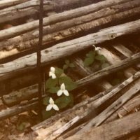 Trilliums peeking up through the rafters in the spring after we took them down. Trilliums peeking up through the rafters in the spring after we took them down.